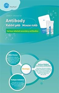 Antibody Exhibition Board