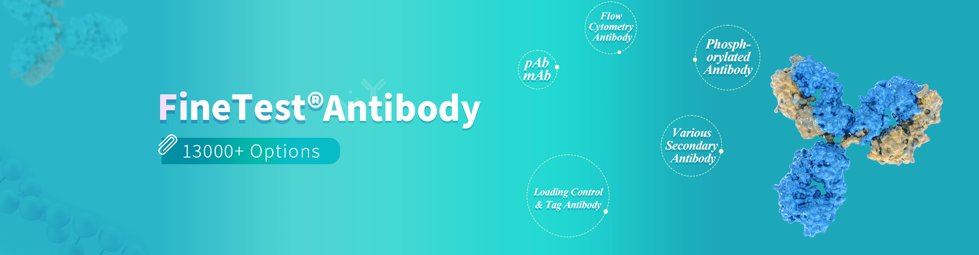Antibodies