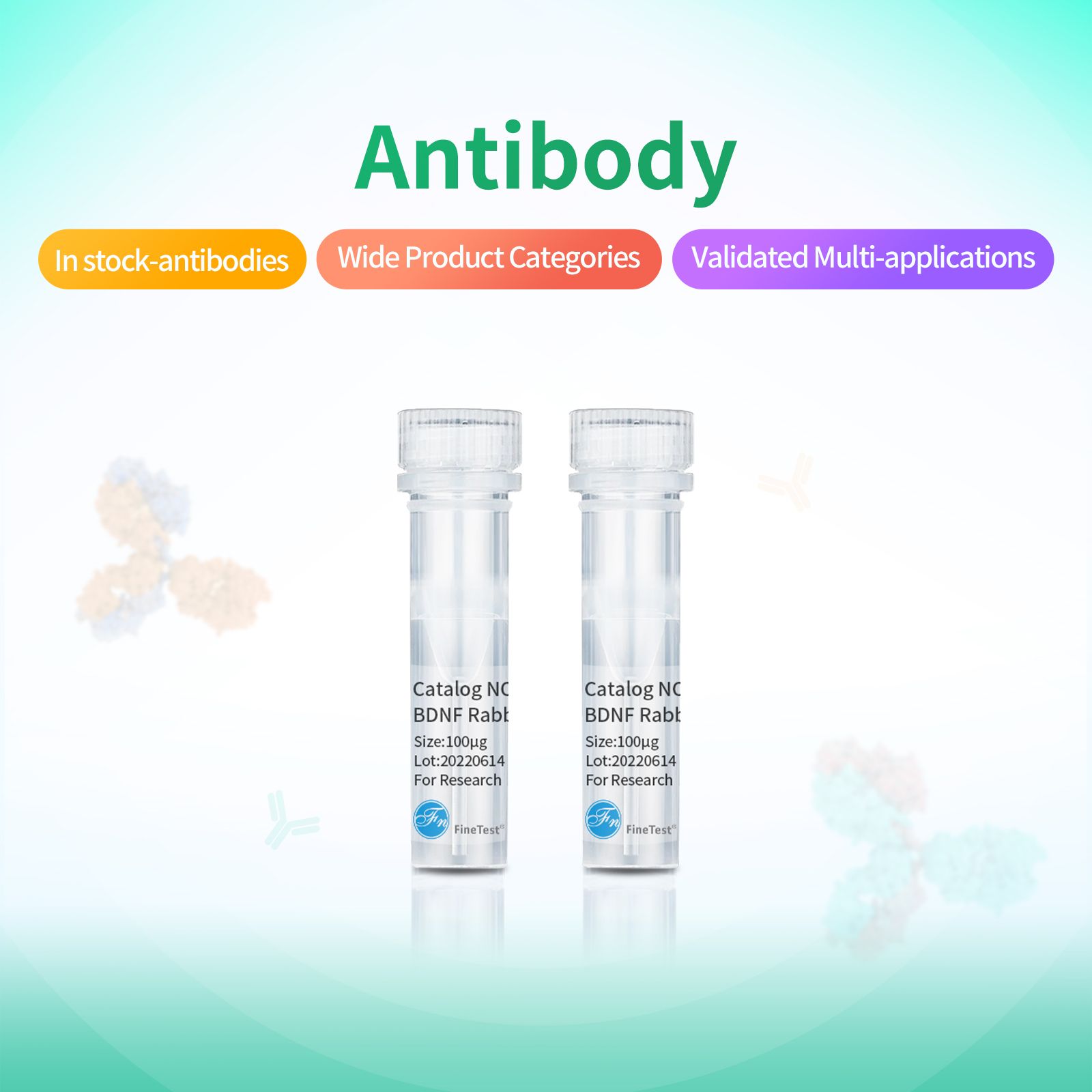 Antibodies