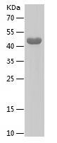 Recombinant Human TMEM98