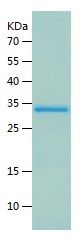 Recombinant Human HNRNPA2B1