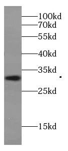IZUMO4 antibody