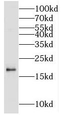 MCEE antibody