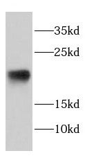 DAND5 antibody