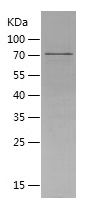 Recombinant Human CRBN