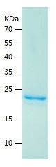 Recombinant Rat G-CSF