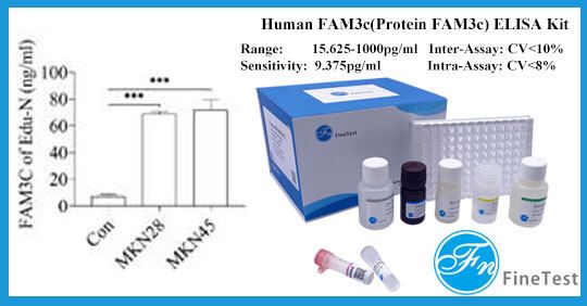 [Cited FineTest ELISA Kit] Current Research on Gastric Cancer Treatment