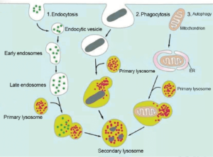Organelle Marker Antibodies(Continued)