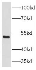 THAP11 antibody