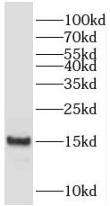PFDN4 antibody