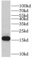 PFDN5 antibody