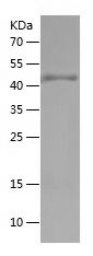 Recombinant Human OCLN