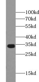 NIFK antibody