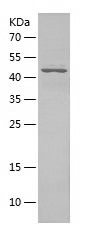 Recombinant Human NUDT21