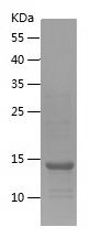 Recombinant Human TMX4