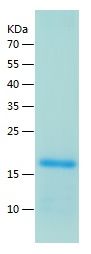 Recombinant Human GLP1R
