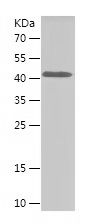 Recombinant Human KHDRBS3