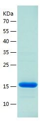 Recombinant Human Brd4