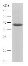 Recombinant Human GRIA4