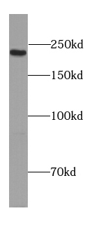 PCNX2 antibody