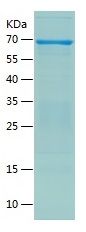 Recombinant Human CD324