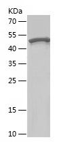 Recombinant Human SEPTIN8