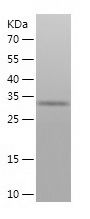 Recombinant Rat Cpa1