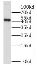 PUS1 antibody