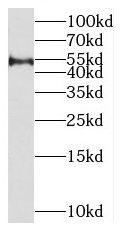 MIPOL1 antibody