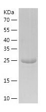 Recombinant Human NMNAT3