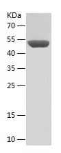 Recombinant Human MGRN1
