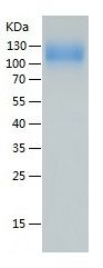 Recombinant Human G-CSFR