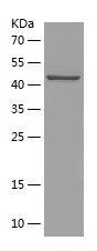 Recombinant Human RAN