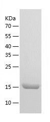 Recombinant Human JPT2
