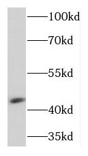 KCNJ13 antibody