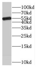 MCRS1 antibody