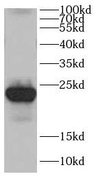 CDC42EP2 antibody