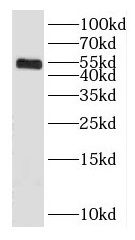 GABRA3 antibody