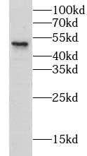 CLEC18A antibody