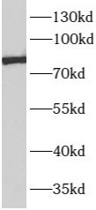 APPL1 antibody