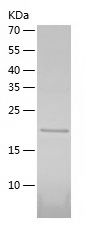 Recombinant Human TBPL1