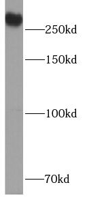 USP24 antibody
