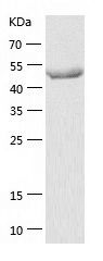 Recombinant Human TNIP1