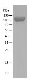 Recombinant Mouse IL-1R2