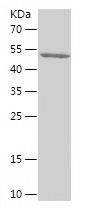 Recombinant Human ISYNA1