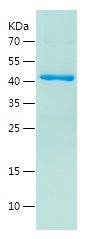 Recombinant Human CDK2