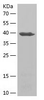 Recombinant Human SNAP29