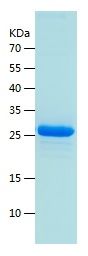 Recombinant Human DEFB4A
