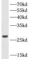 HVCN1 antibody