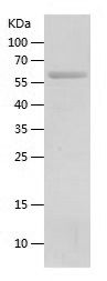 Recombinant Human DOCK1